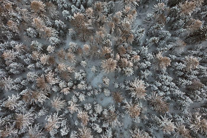 雪后天山森林金染银