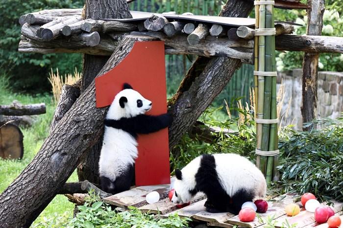 双胞胎大熊猫“梦好”“梦甜”迎一周岁生日